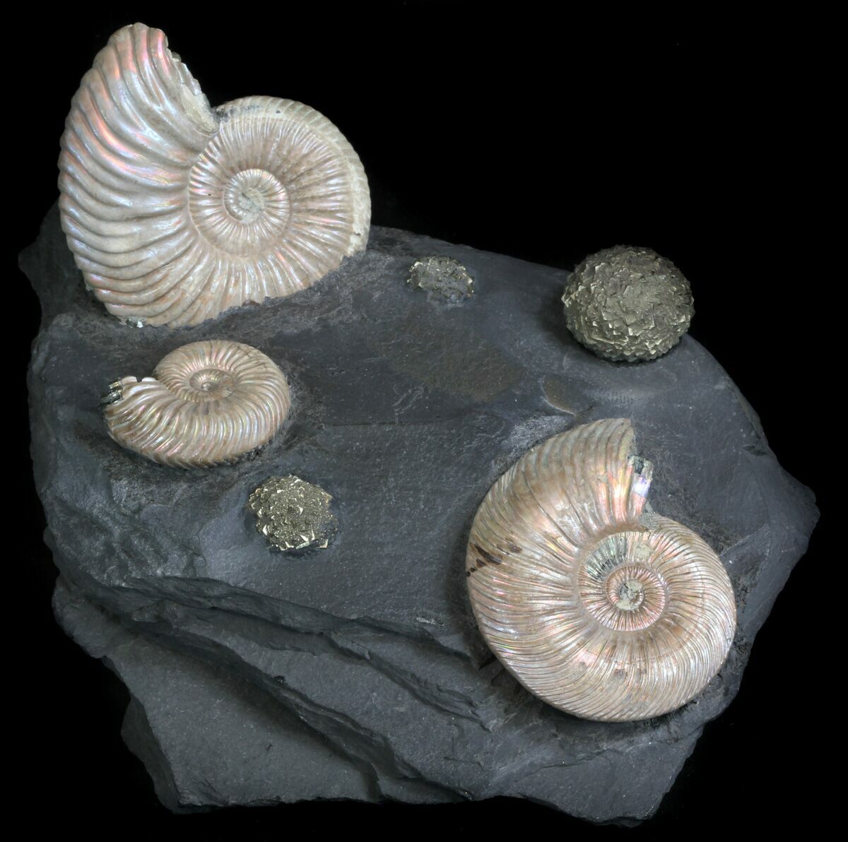 ammonite fossils