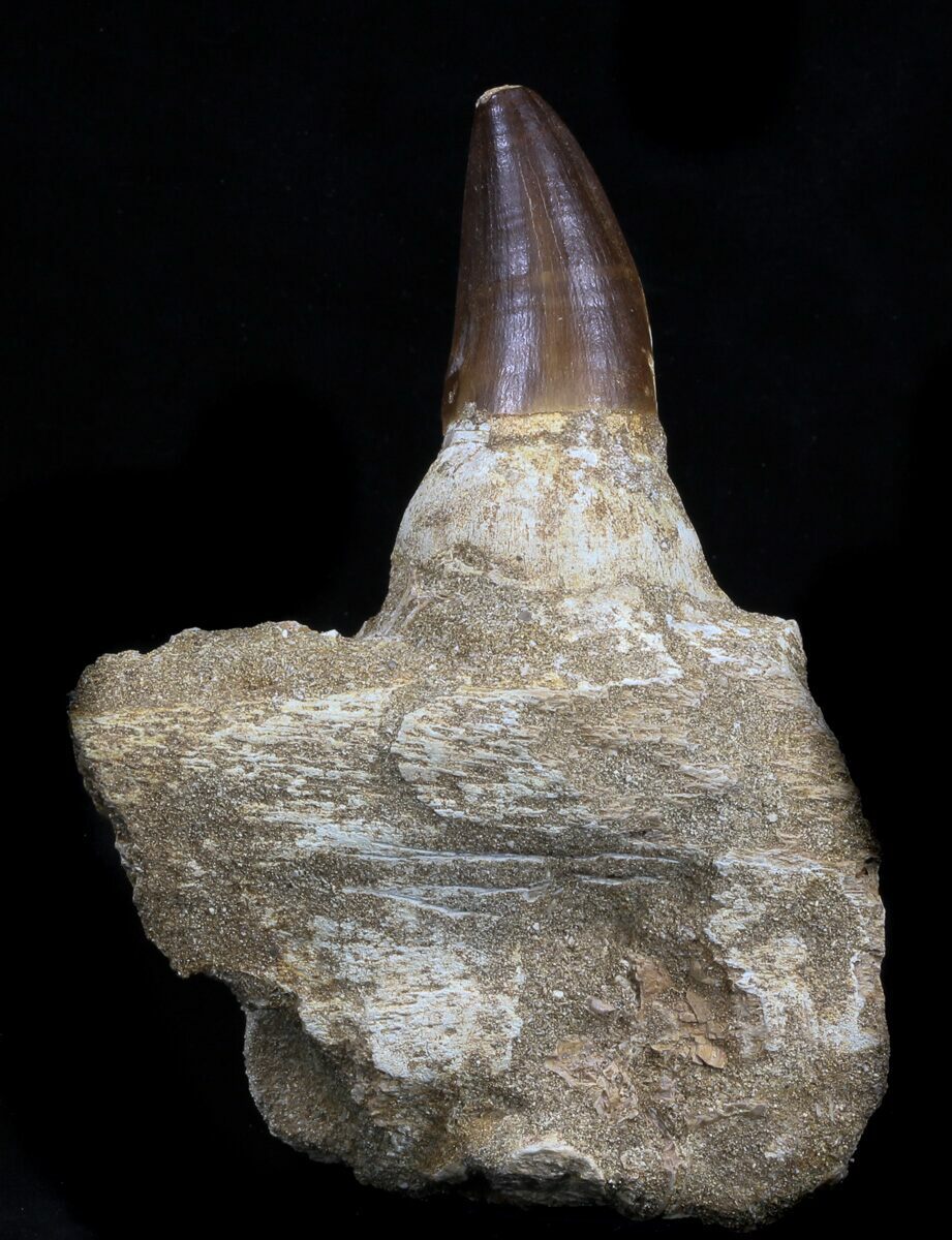 mosasaurus jaw for sale