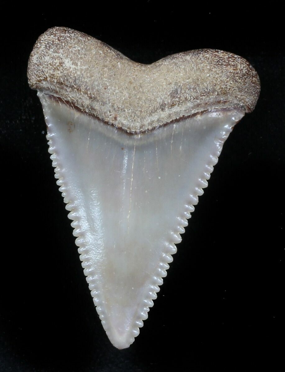 Beautiful, 1.24" Fossil Great White Shark Tooth - Florida For Sale