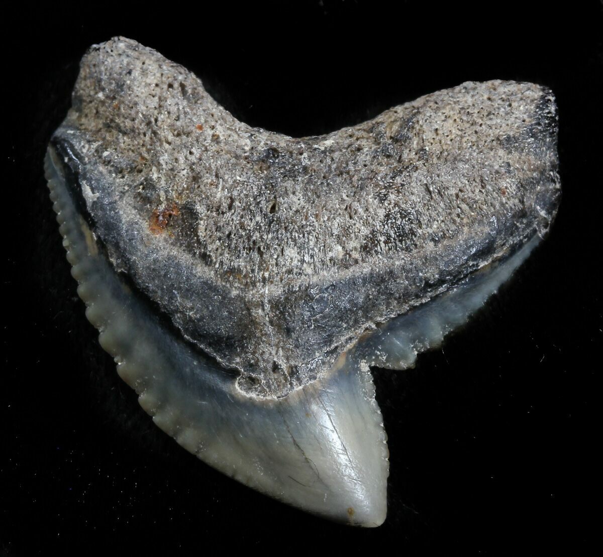 Huge, 1.38" Fossil Tiger Shark Tooth - Florida For Sale (#34807