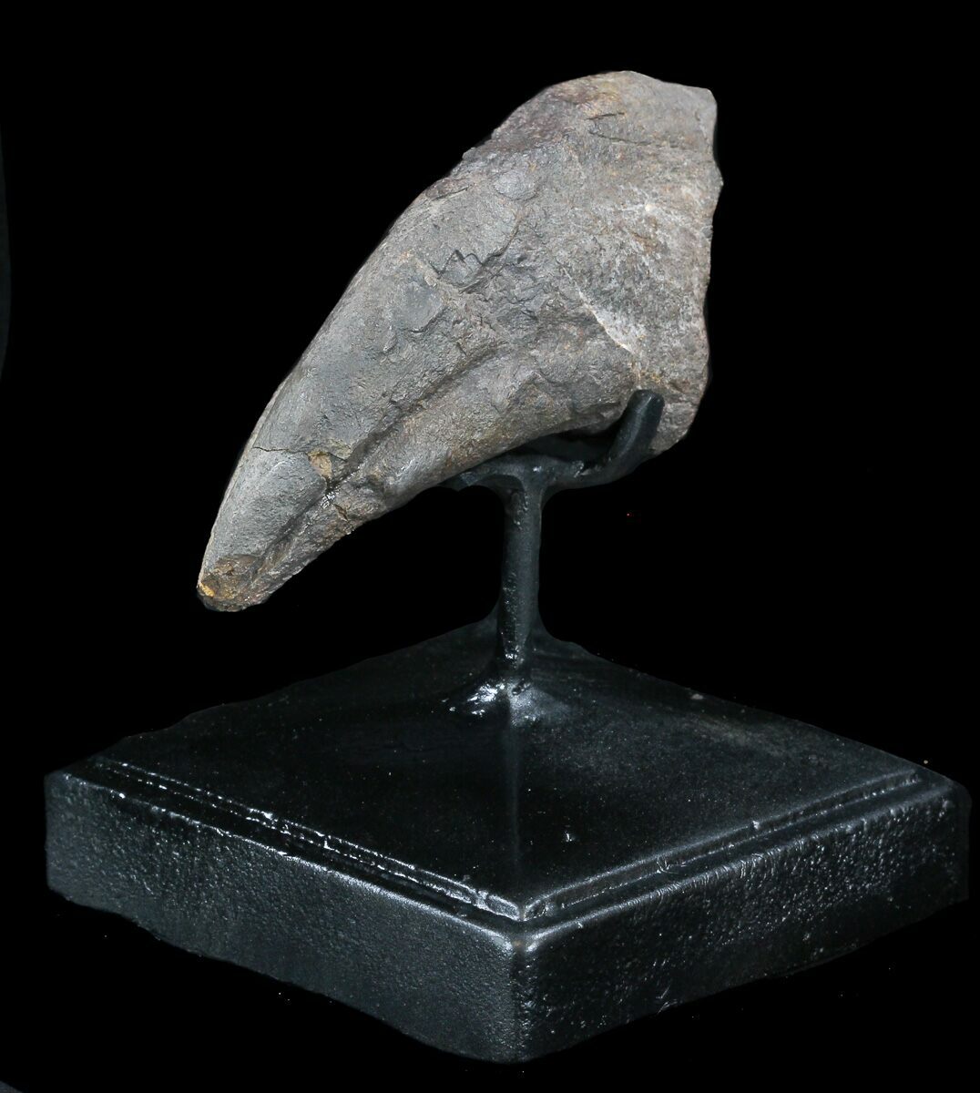 allosaurus claw for sale