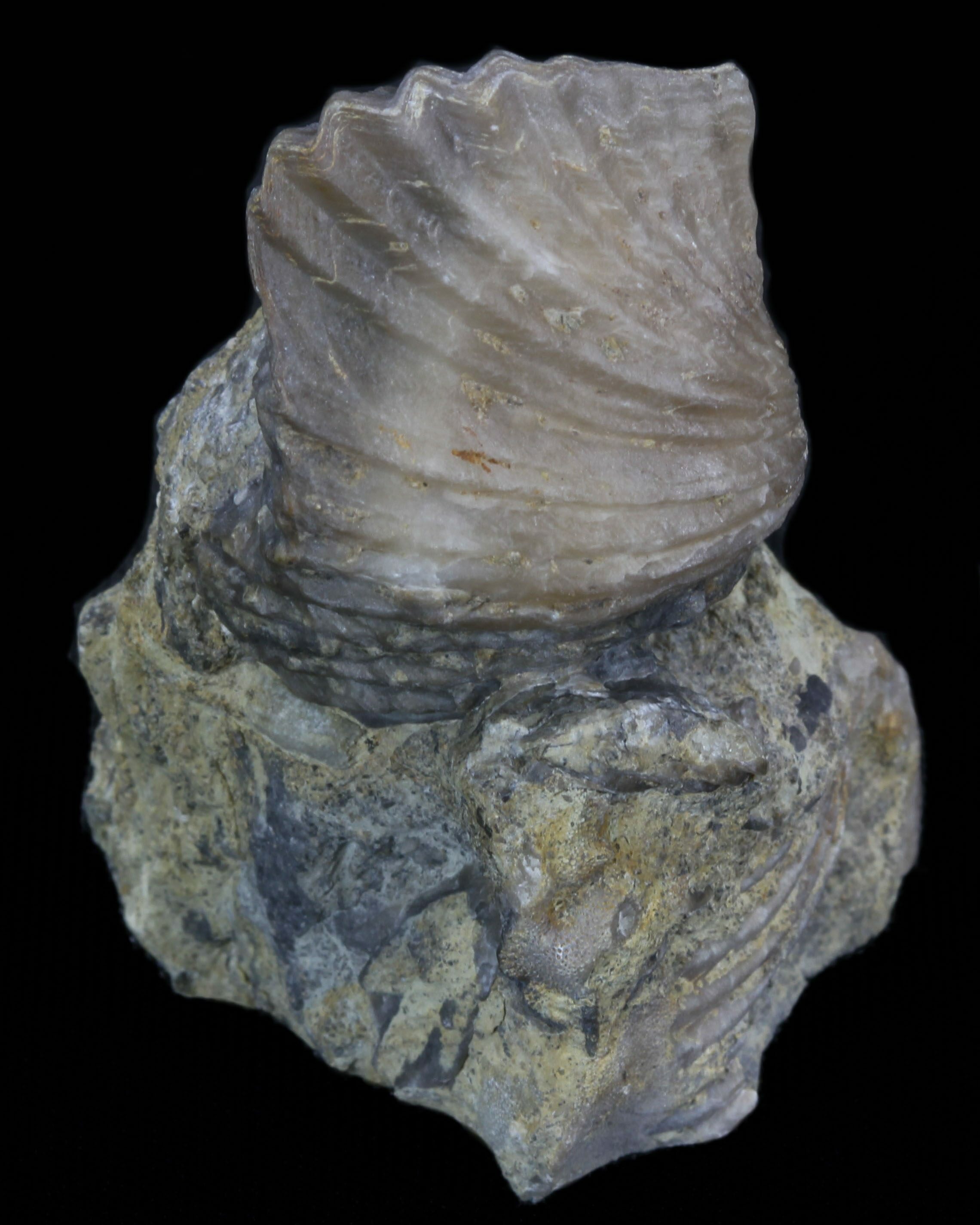 Platystrophia Brachiopod Fossil From Kentucky For Sale (35121)