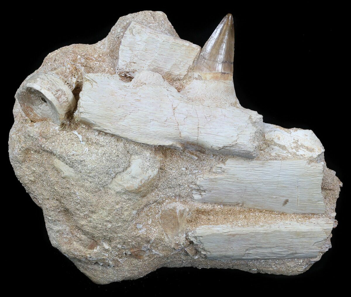 mosasaurus jaw for sale