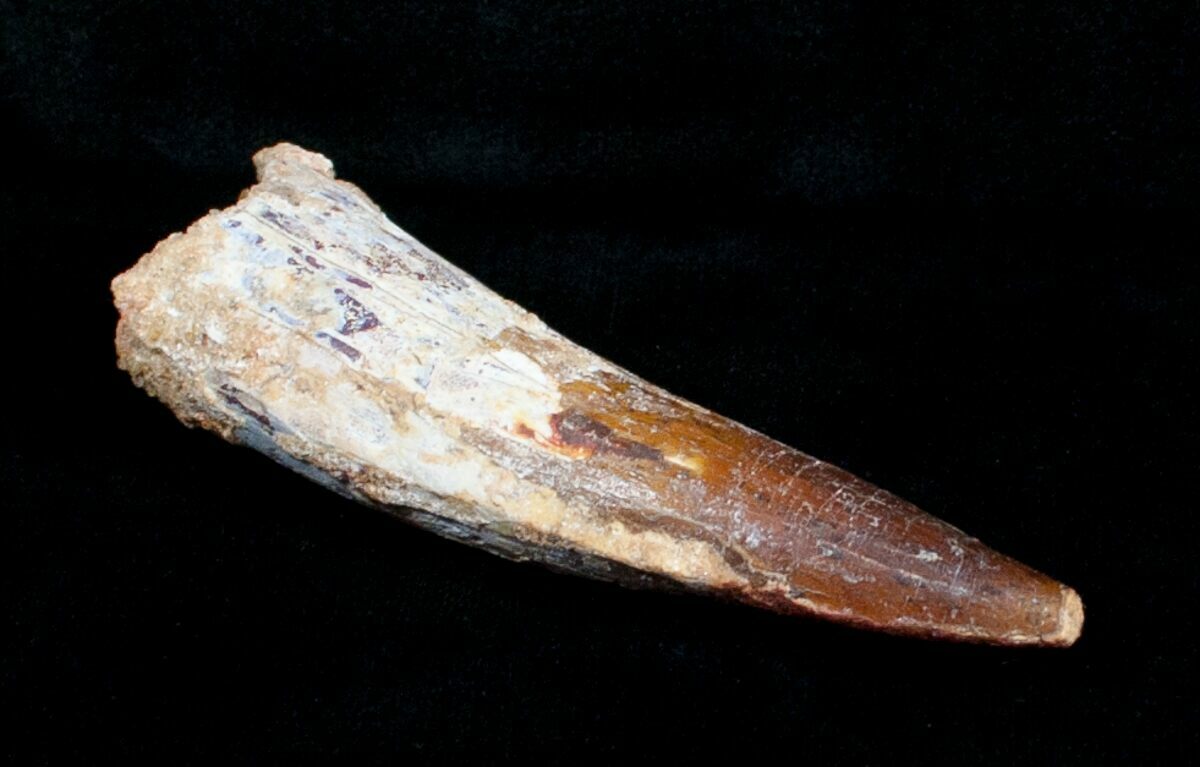 spinosaurus tooth fossil