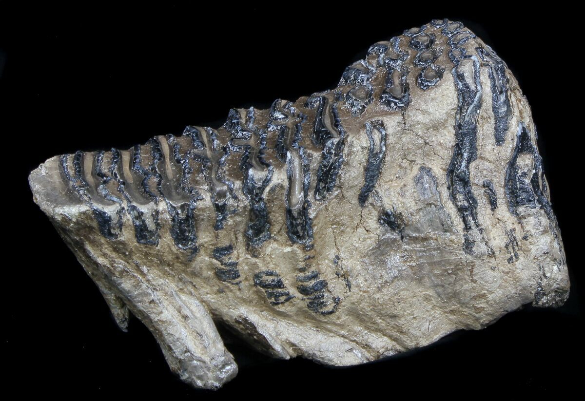 dinosaur molar