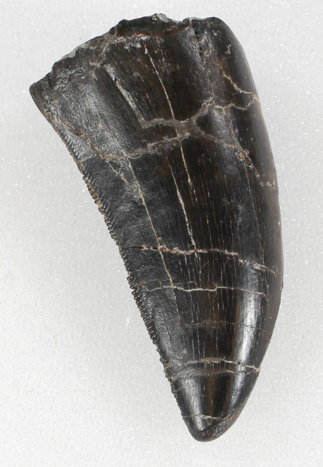 allosaurus tooth for sale