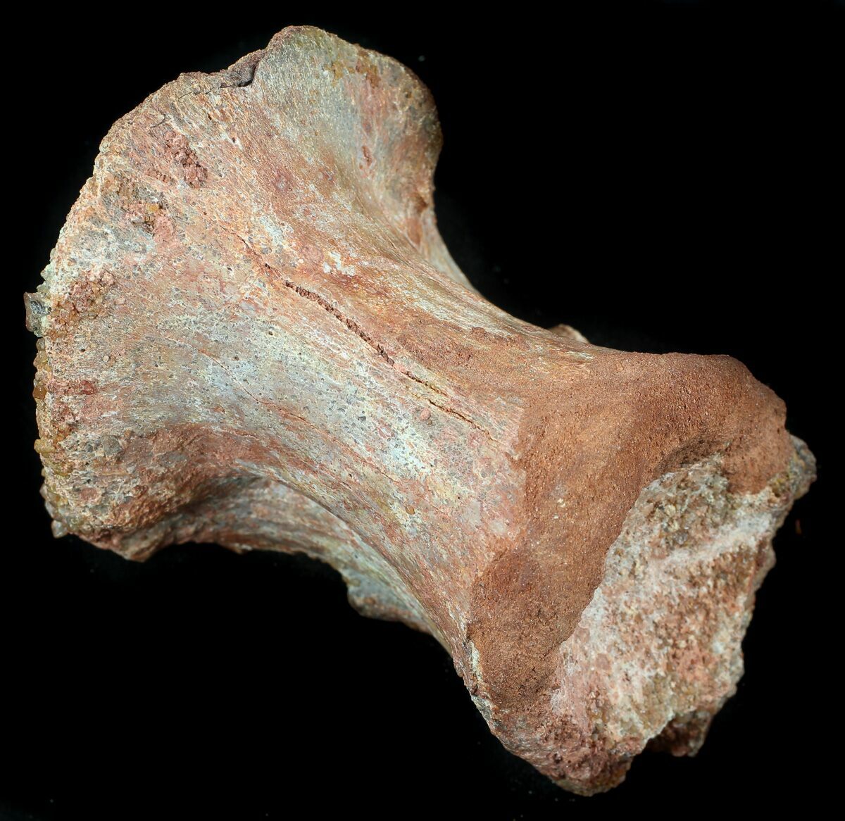 dinosaur vertebrae fossil