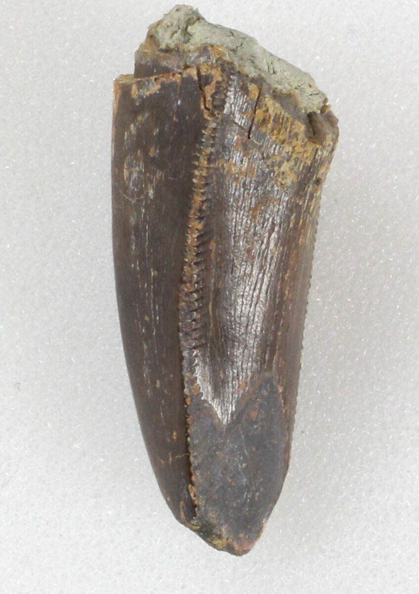 allosaurus tooth for sale