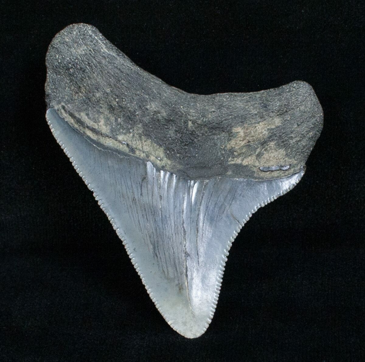 2.61 Inch Chubutensis Tooth - Megalodon Relative For Sale (#4058 ...