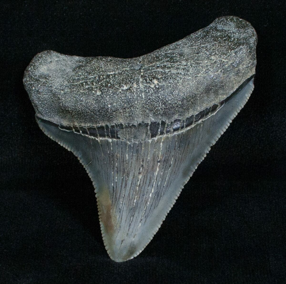 2.61 Inch Chubutensis Tooth - Megalodon Relative For Sale (#4058 ...