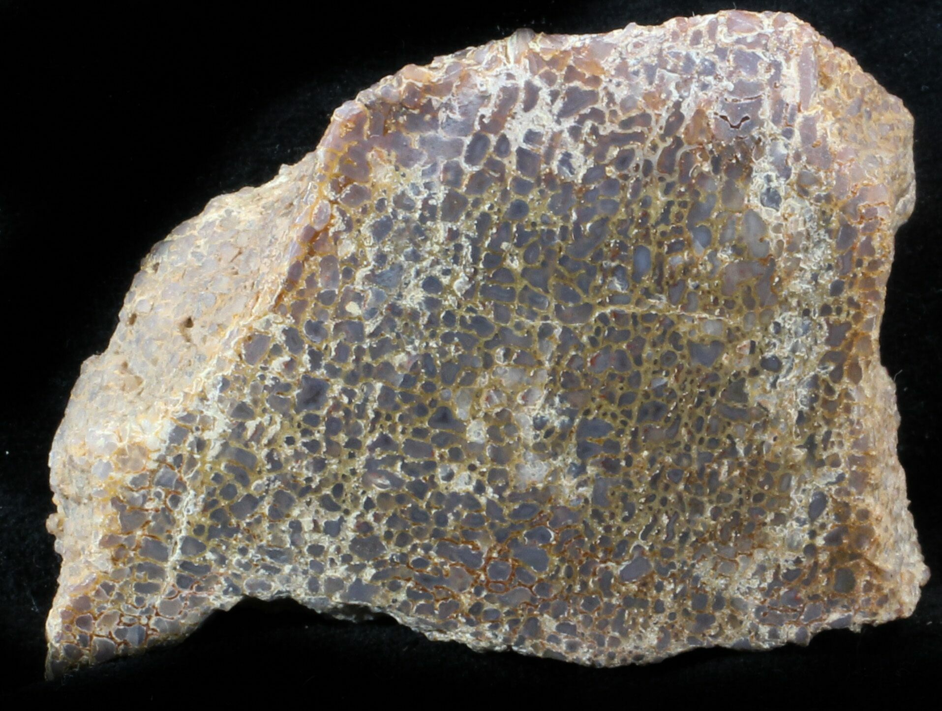 polished dinosaur bone