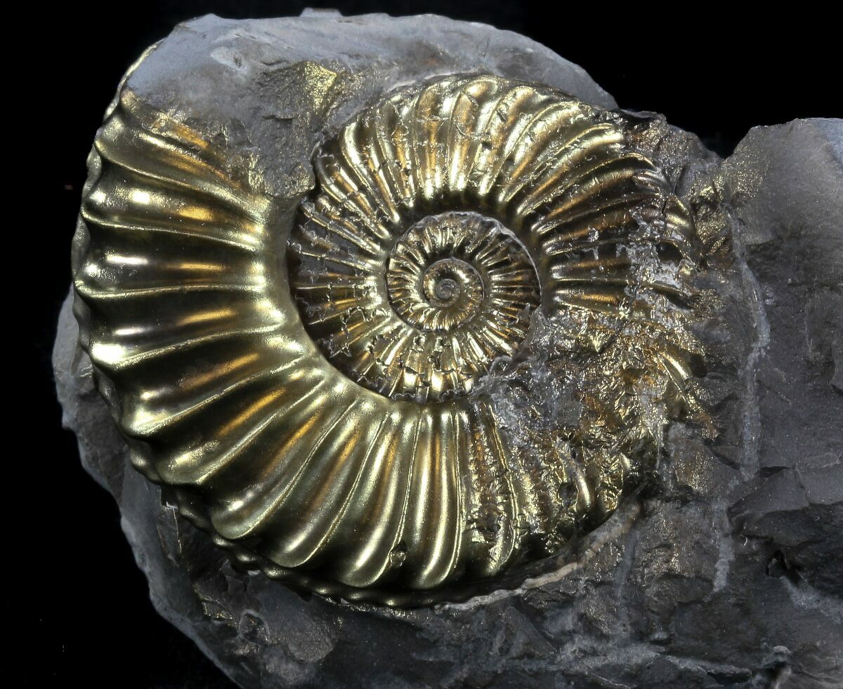 pyritized ammonite