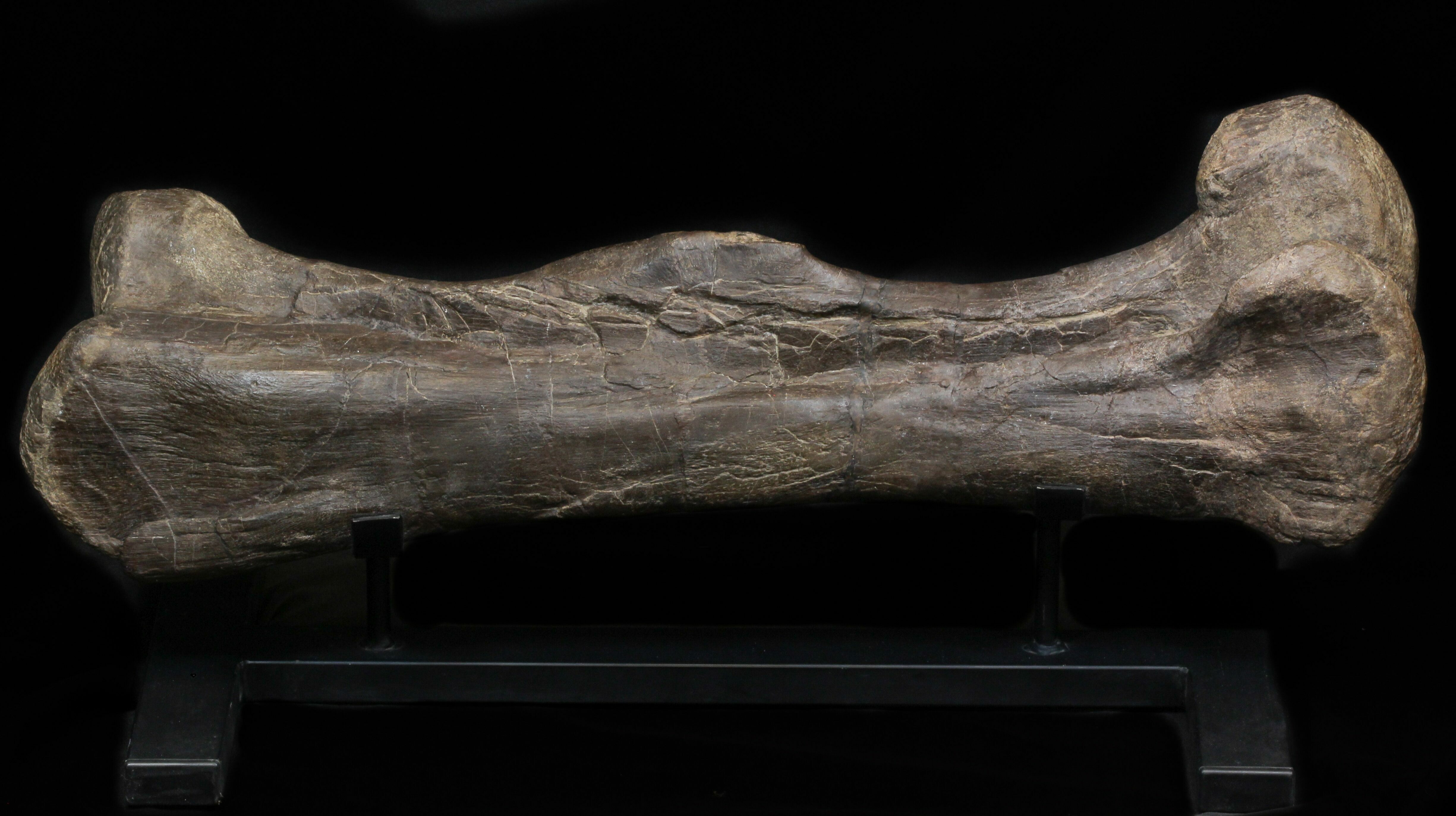 28.5" Hadrosaur (Maiasaura) Femur On Stand - Montana For Sale (#37818