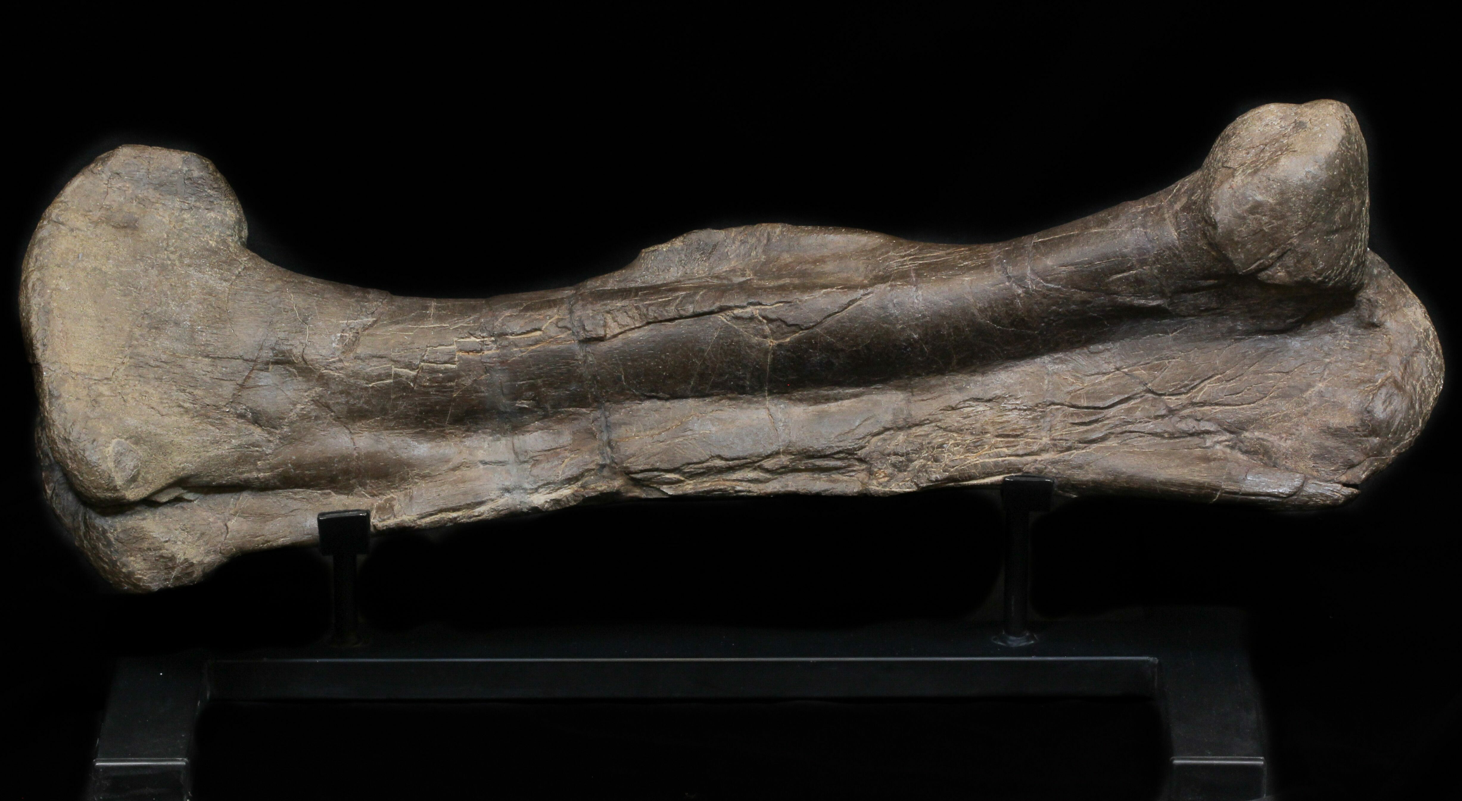 triceratops femur