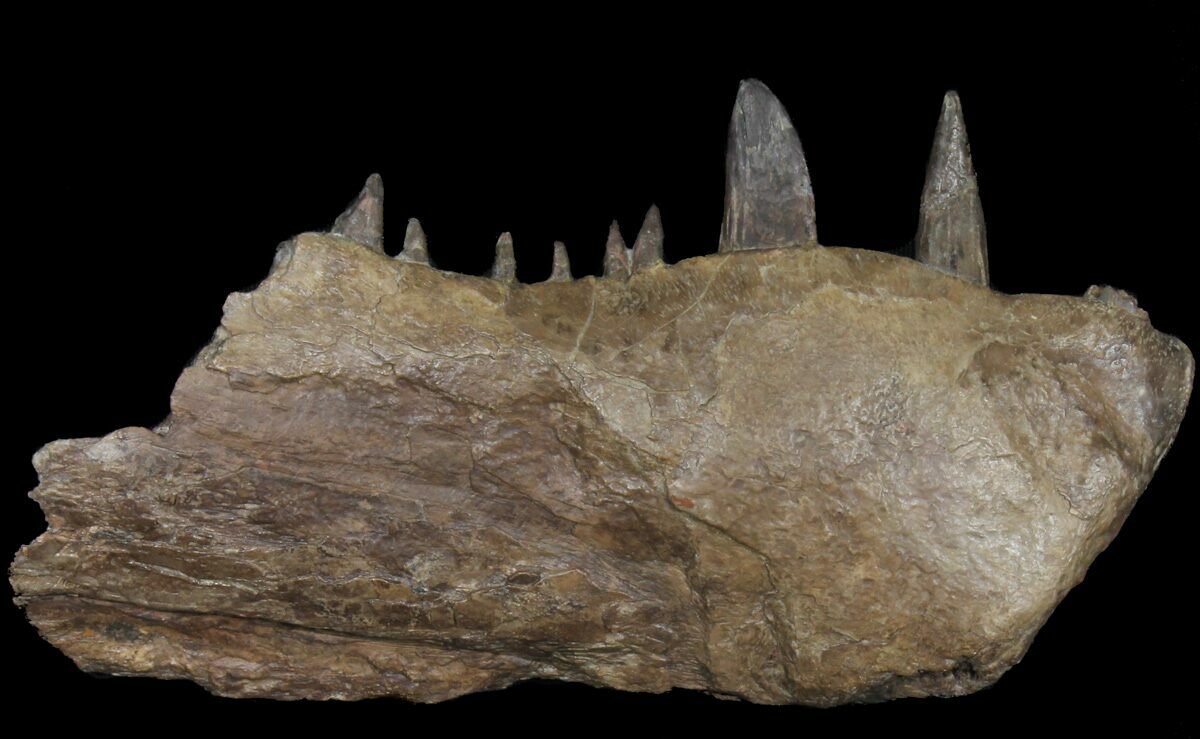 Xiphactinus Tooth