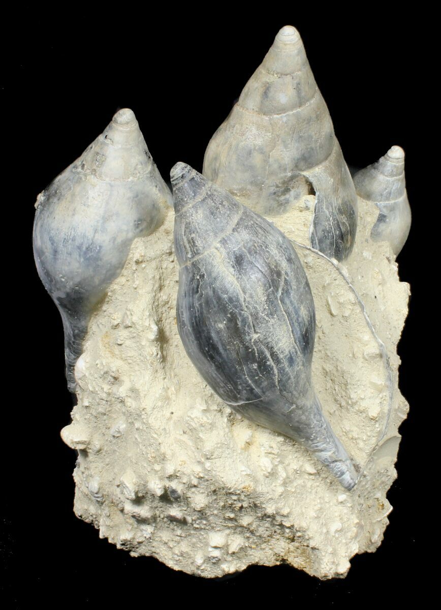 Giant Fossil Gastropod Cluster - France For Sale (#38964) - FossilEra.com