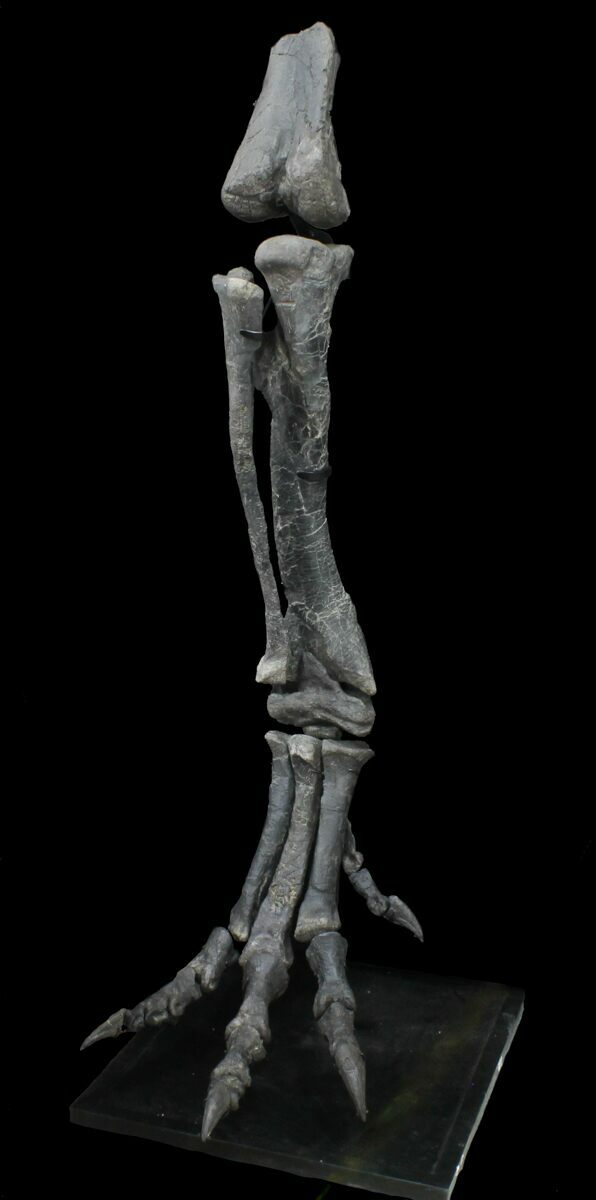 dinosaur leg fossil