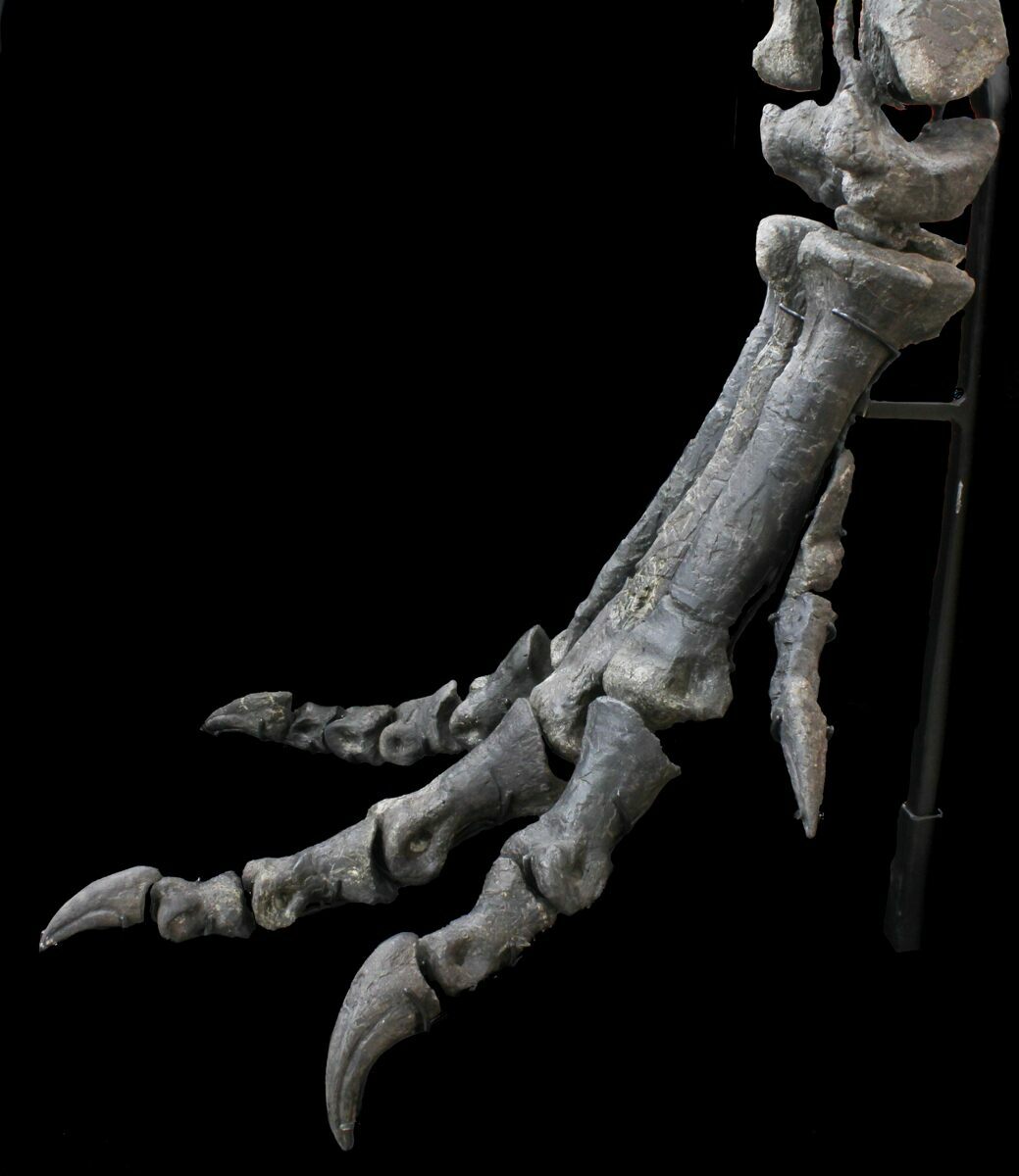 dinosaur leg fossil