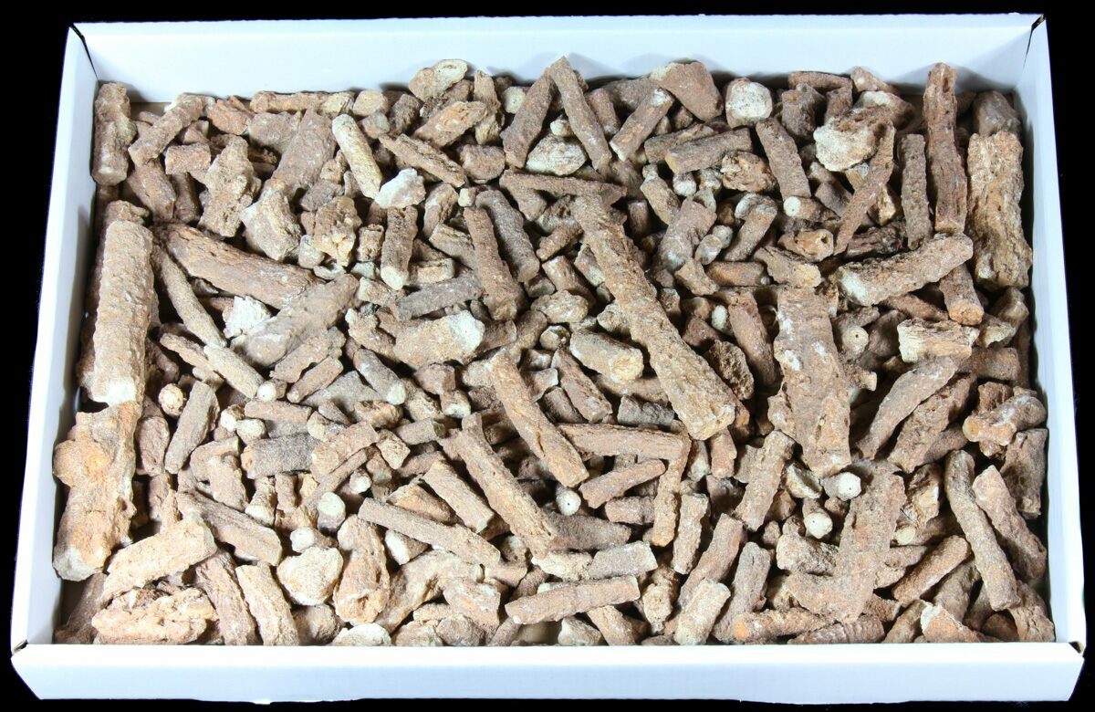 Wholesale Flat - Fulgurites ("Petrified Lightning Strikes") For Sale