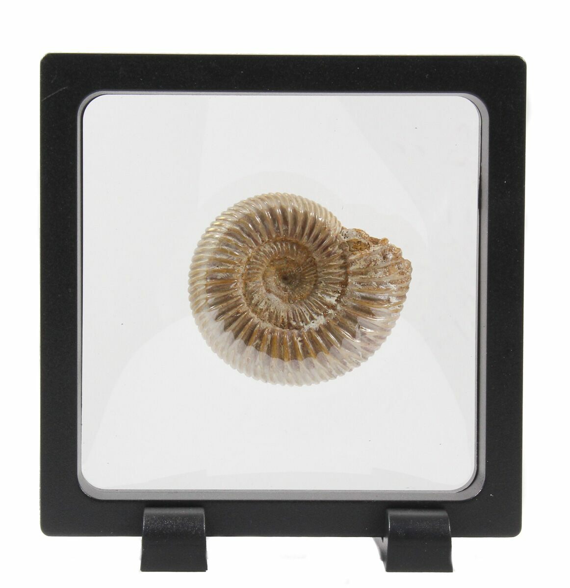 2 Perisphinctes Ammonite Fossil In Display Case For Sale (40008 