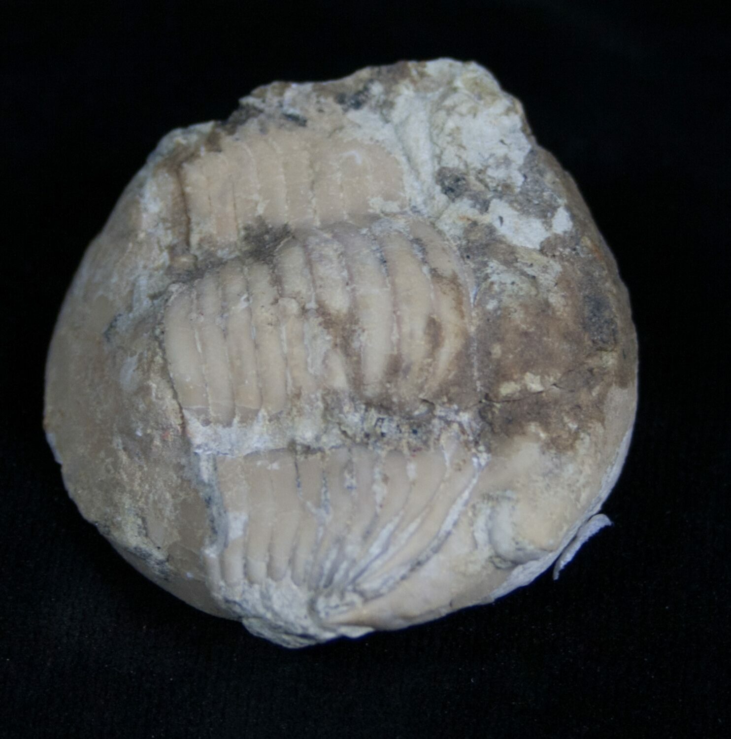 Illaenid trilobite Wossekia brevispina - Rare Species For Sale (#4178 ...