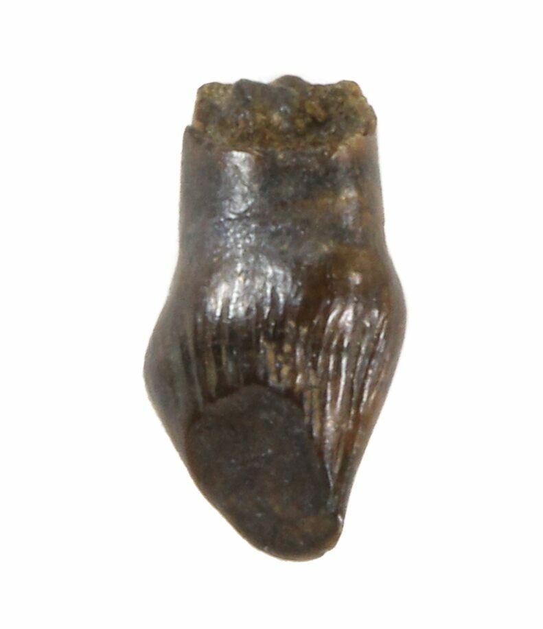 .25" Thescelosaurus Tooth - Montana For Sale (#40773 ...