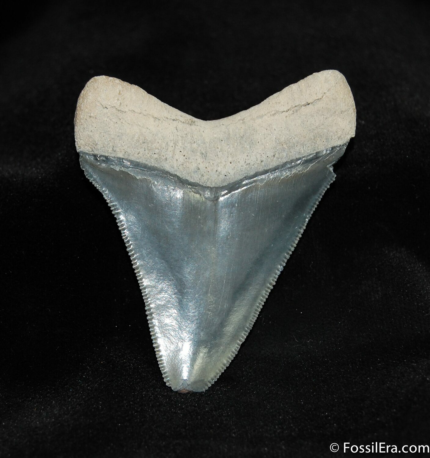 Glossy 2.4 Inch Bone Valley Megalodon Tooth For Sale (#531) - FossilEra.com