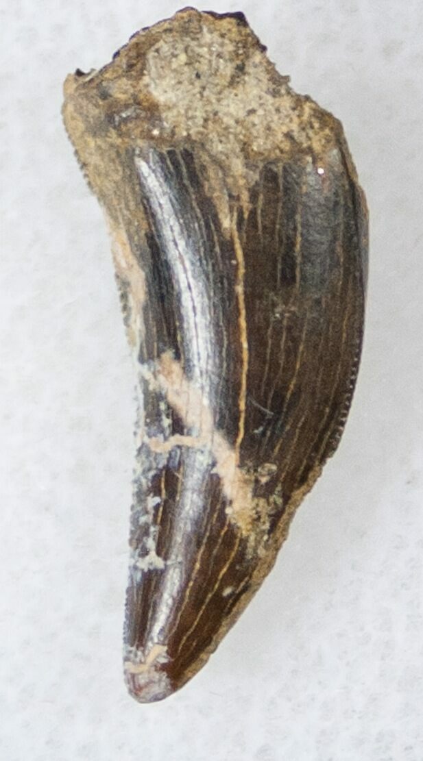 theropod teeth