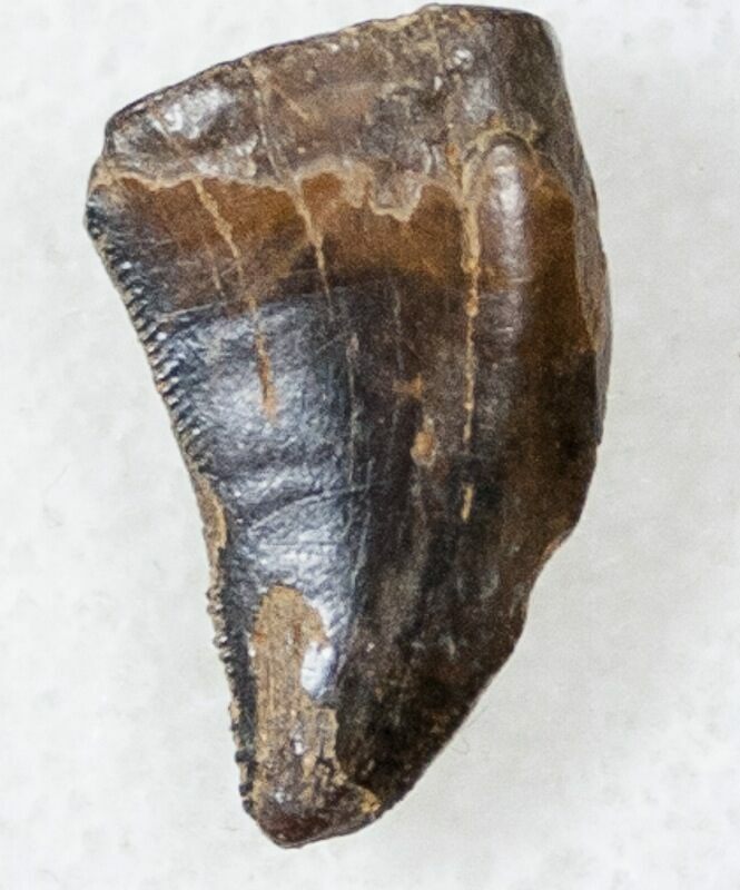 theropod teeth