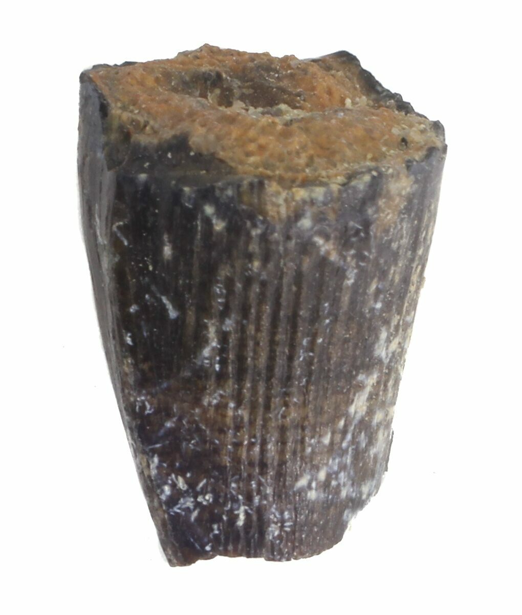 deinosuchus tooth