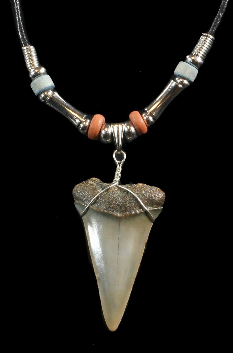 1.7" Fossil Mako Shark Tooth Necklace For Sale (#43058) - FossilEra.com