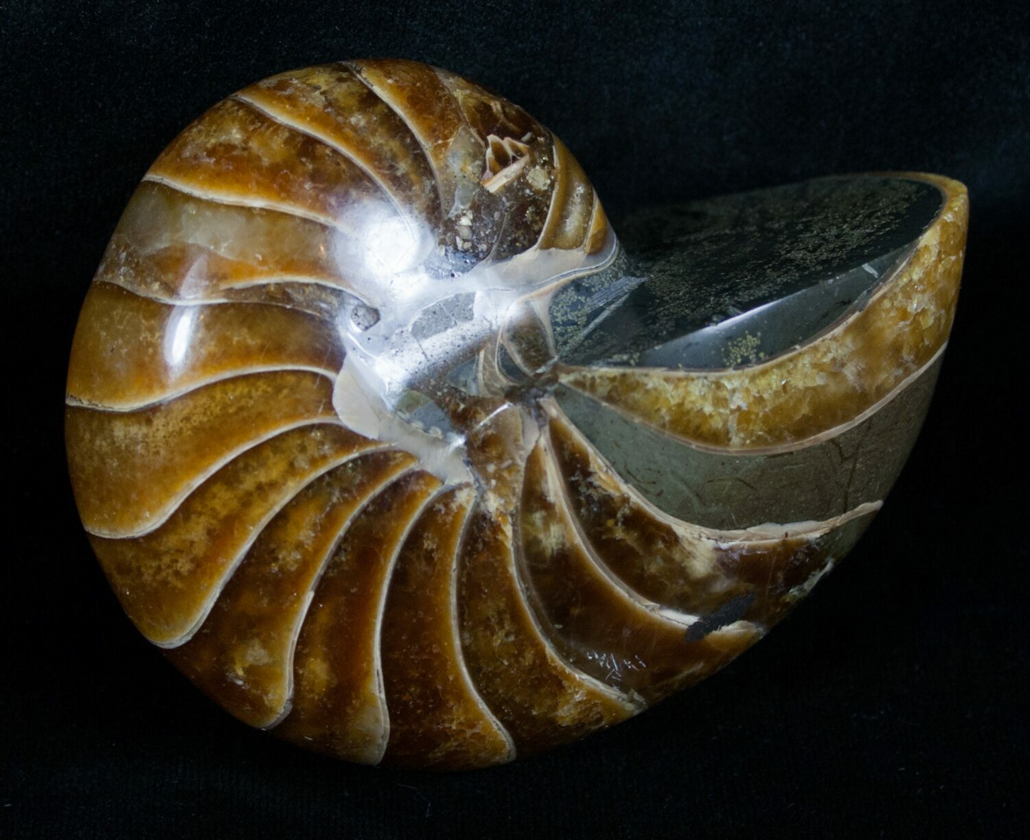 Top Quality 3.42 Inch Nautilus Fossil For Sale (4320)