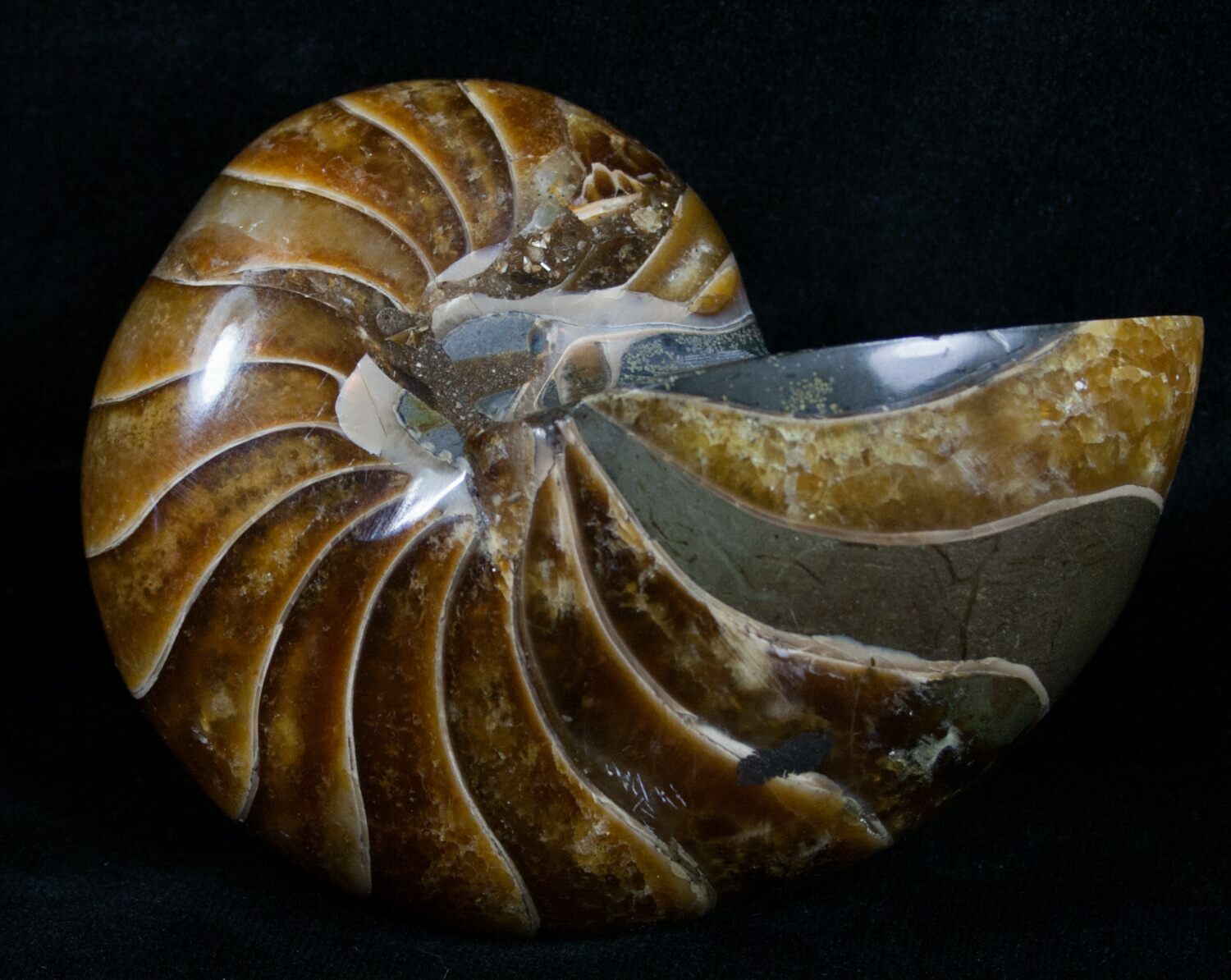 Top Quality 3.42 Inch Nautilus Fossil For Sale (4320)