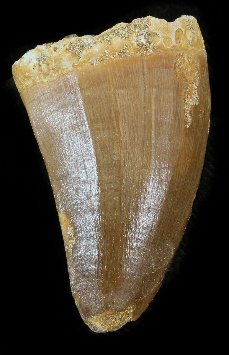 mosasaurus tooth for sale