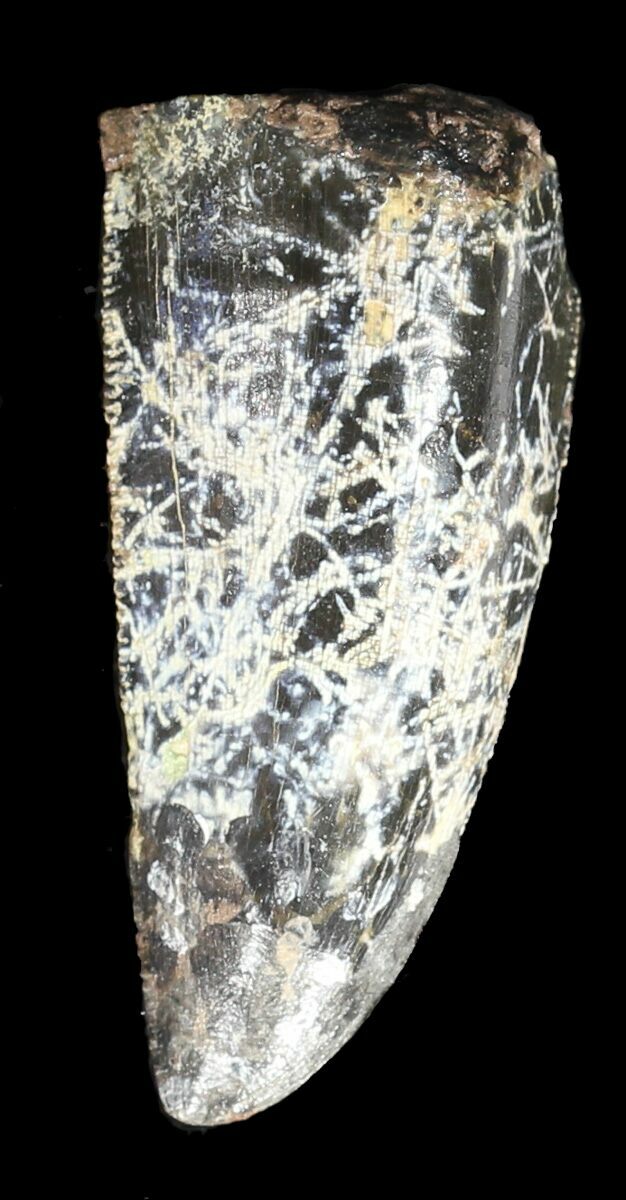 allosaurus tooth for sale