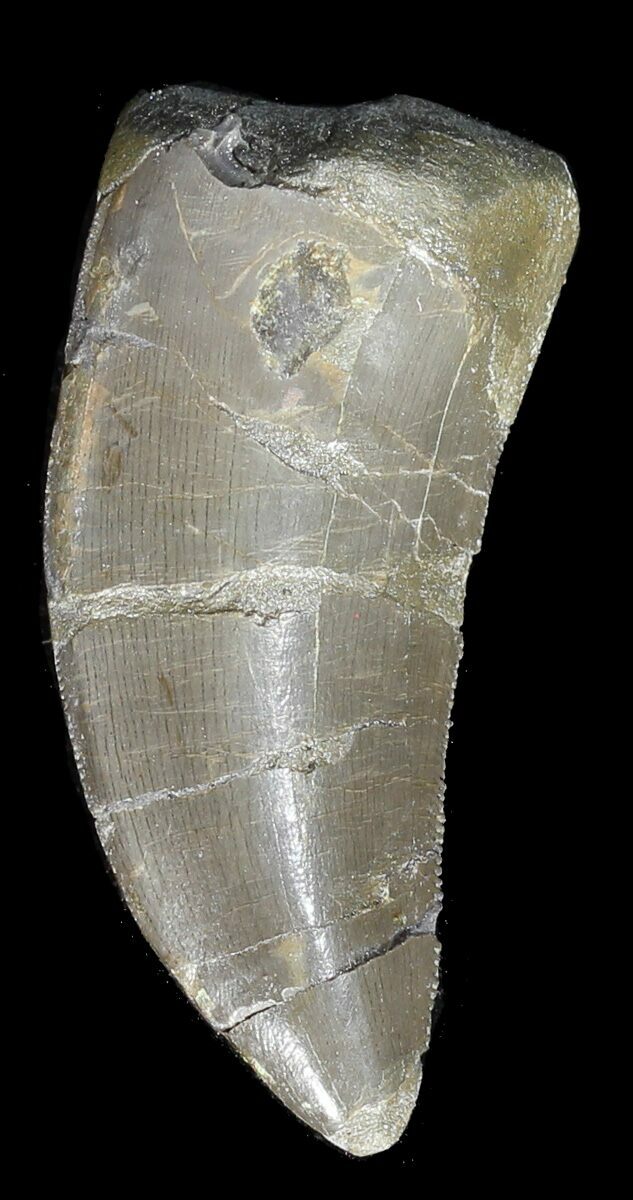 allosaurus tooth for sale