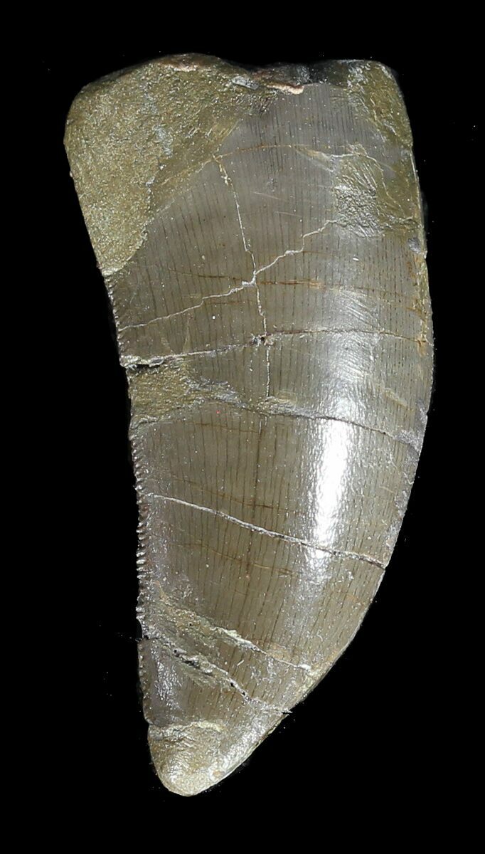 allosaurus tooth for sale