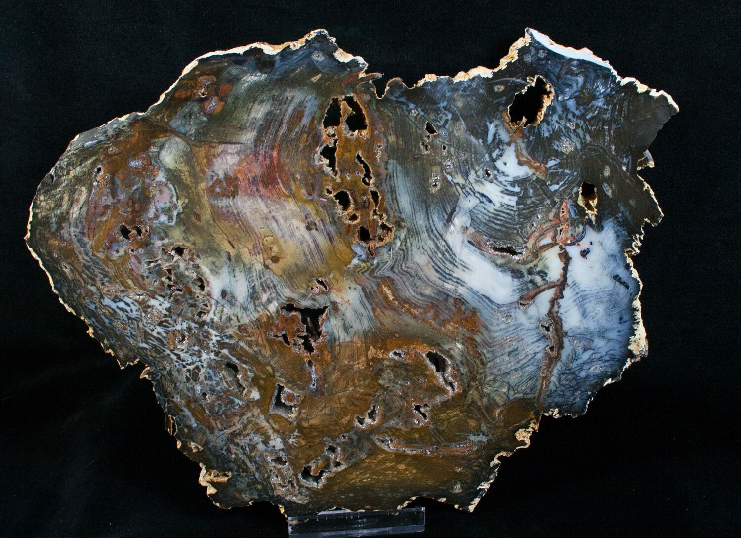 Colorful Hubbard Basin Petrified Wood Slab - 10x8" For ...