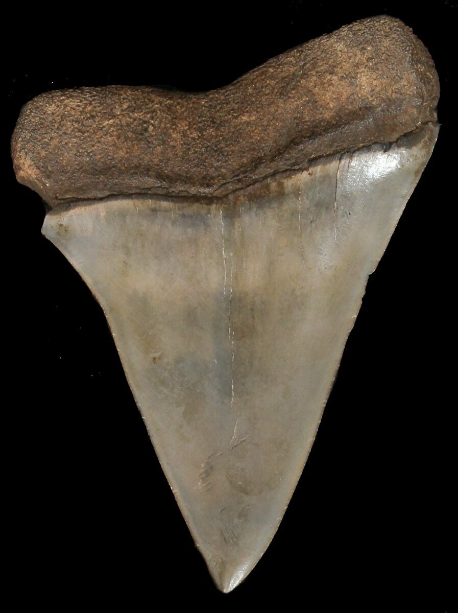 2.35" Fossil Mako Shark Tooth - Georgia For Sale (#45324) - FossilEra.com