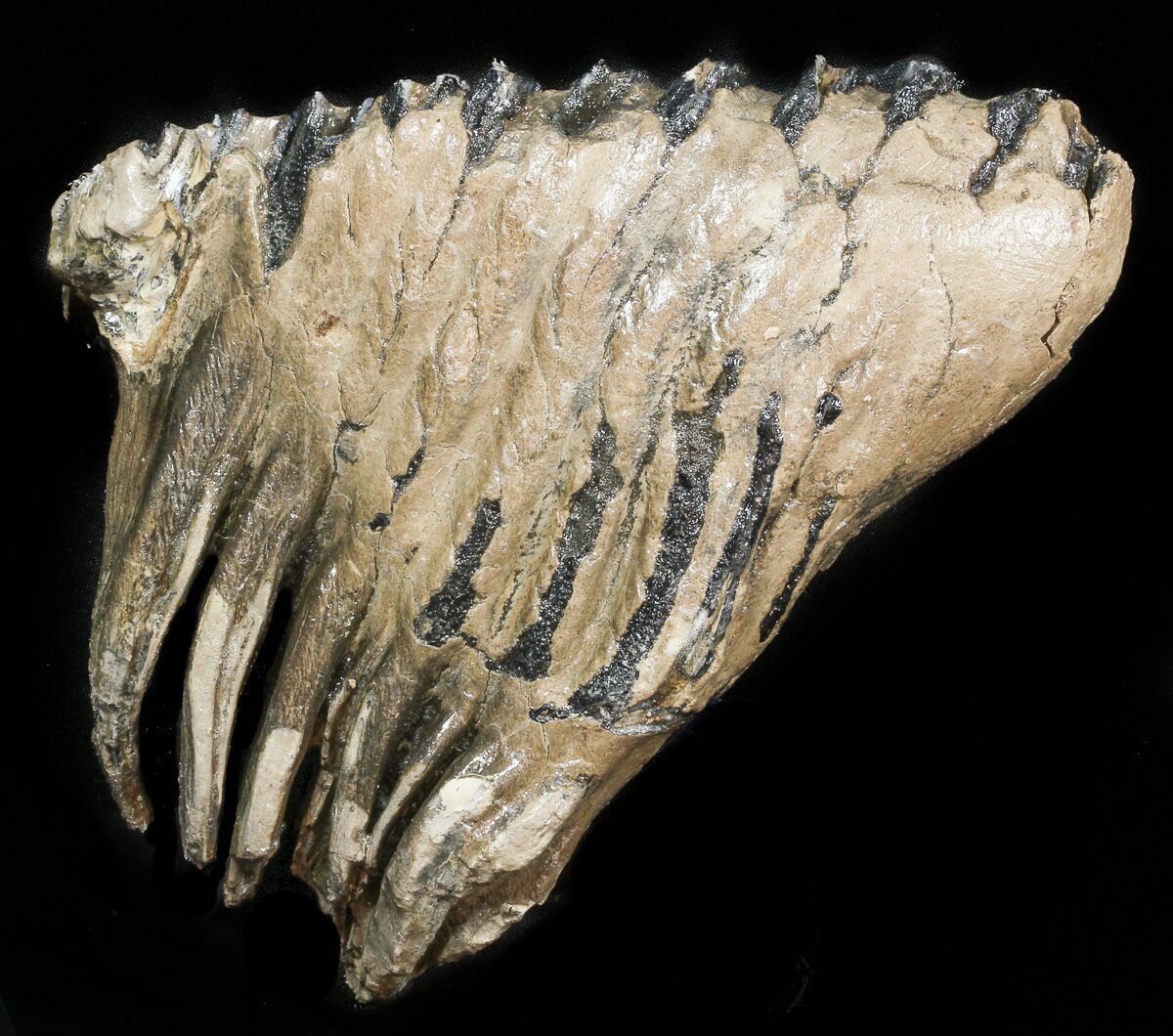 dinosaur molar