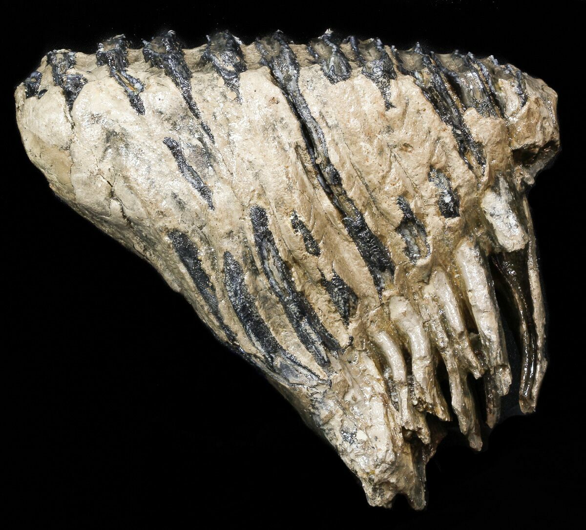 dinosaur molar