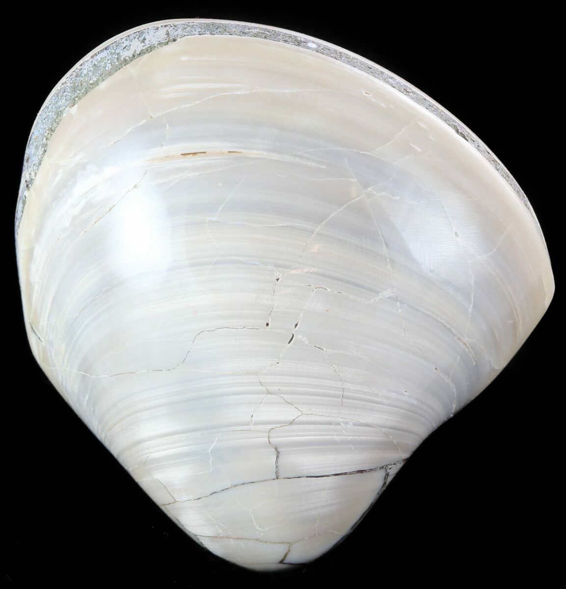 Polished Fossil Astarte Clam Cretaceous For Sale 45805