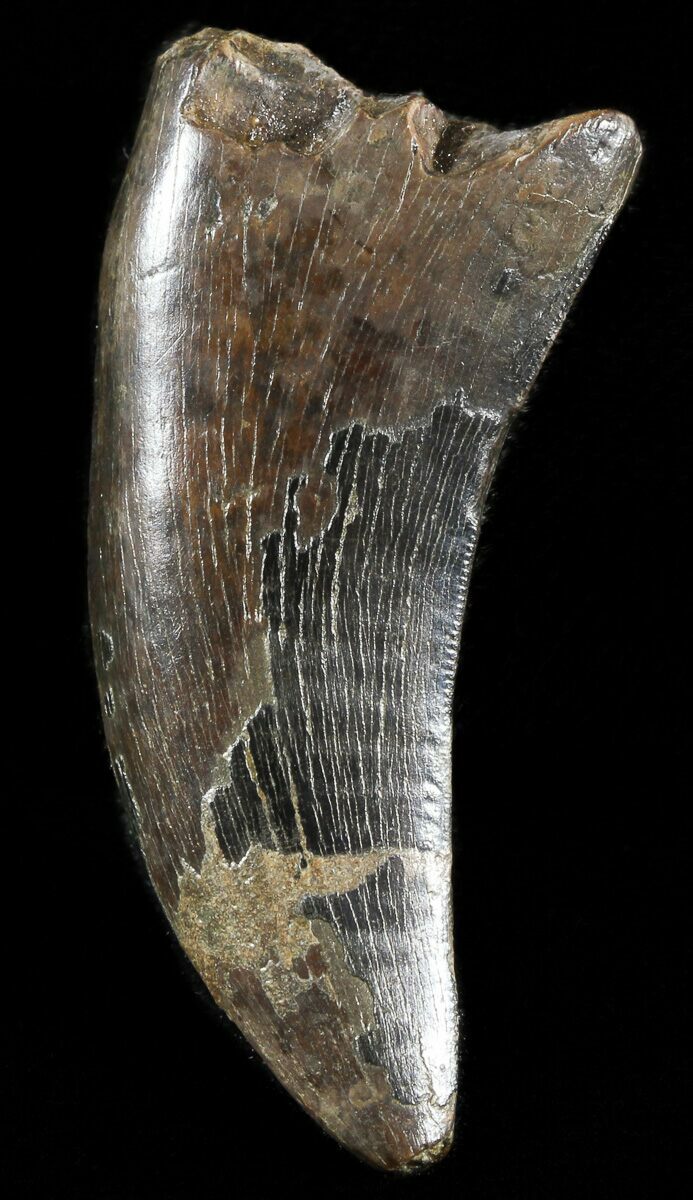 nanotyrannus tooth for sale