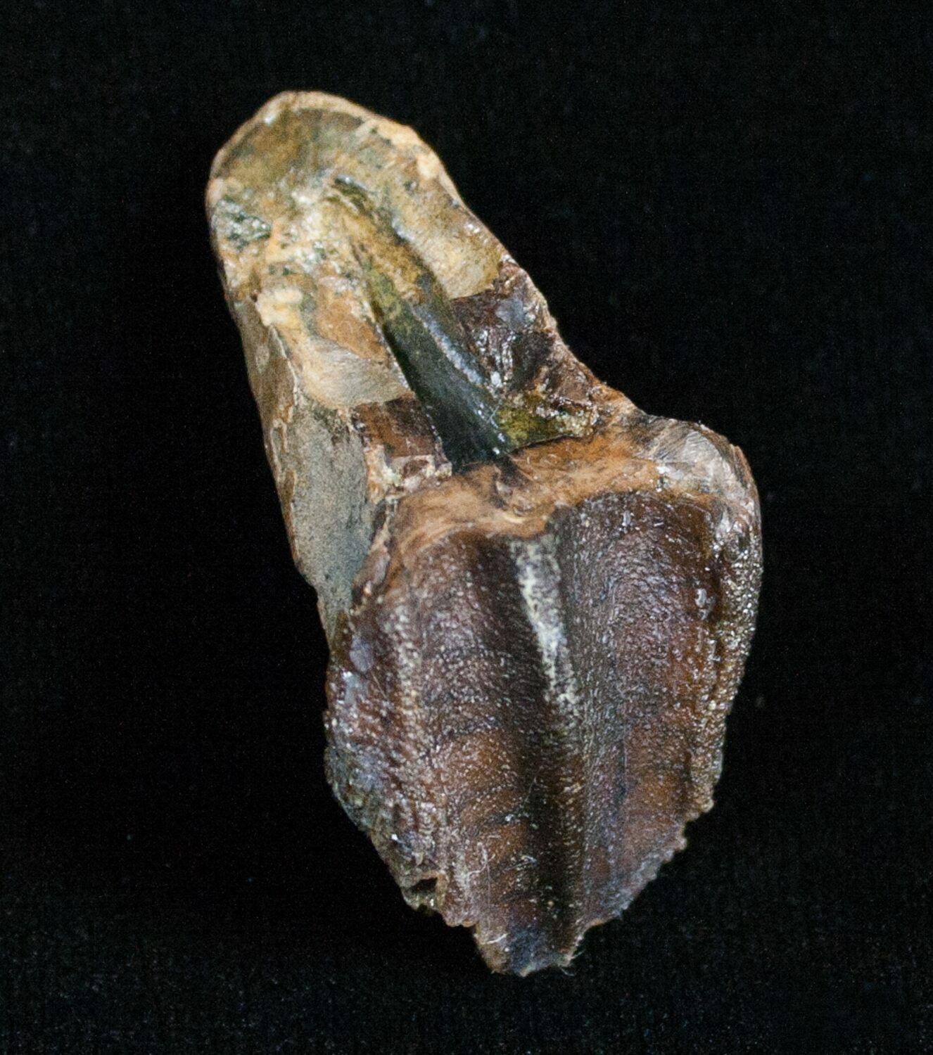 triceratops teeth for sale