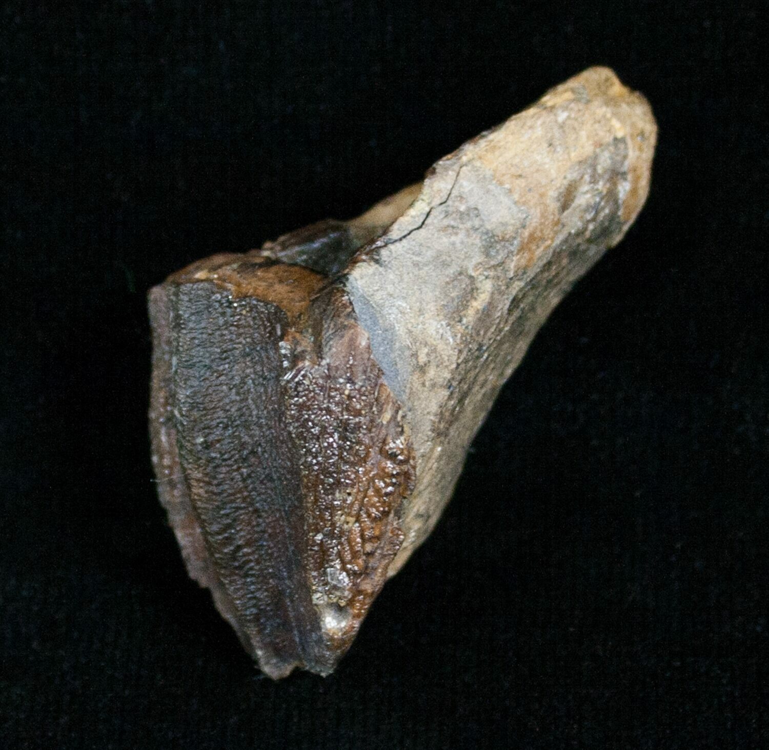 triceratops teeth for sale