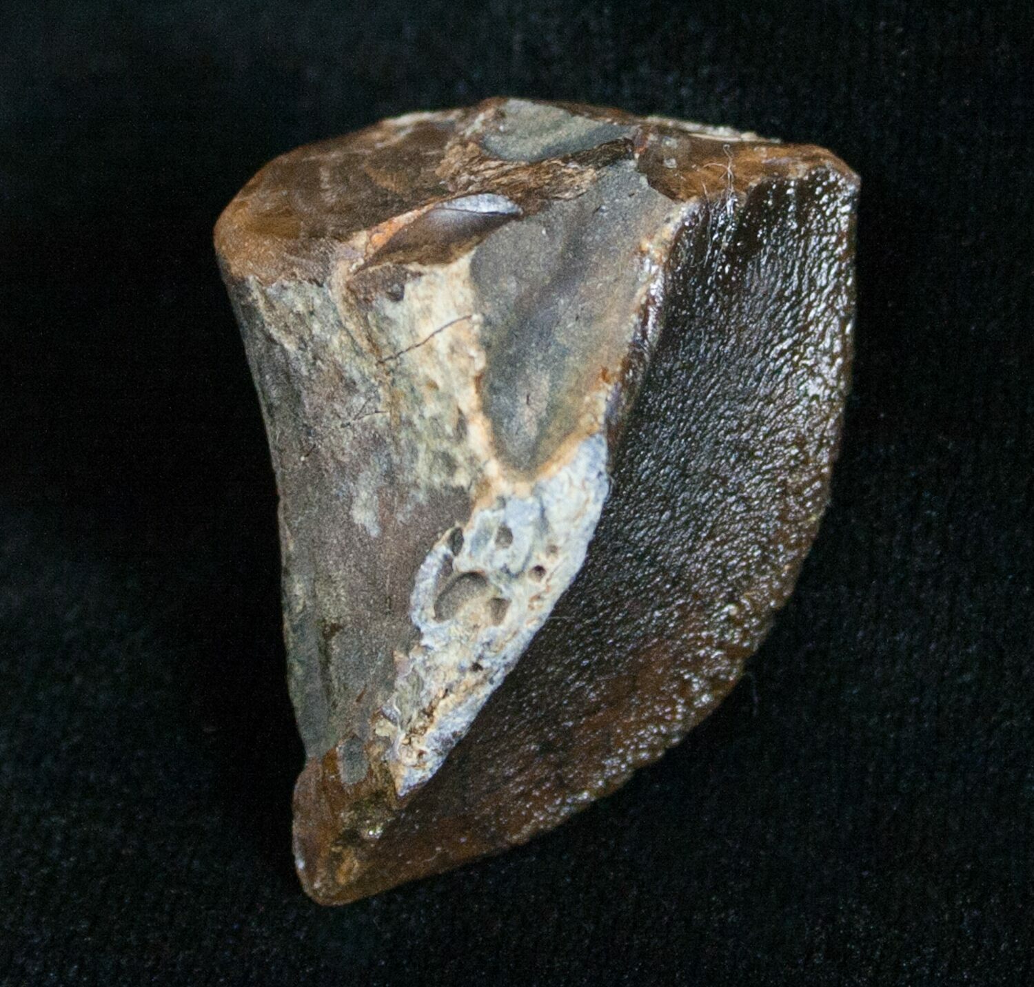 triceratops teeth for sale