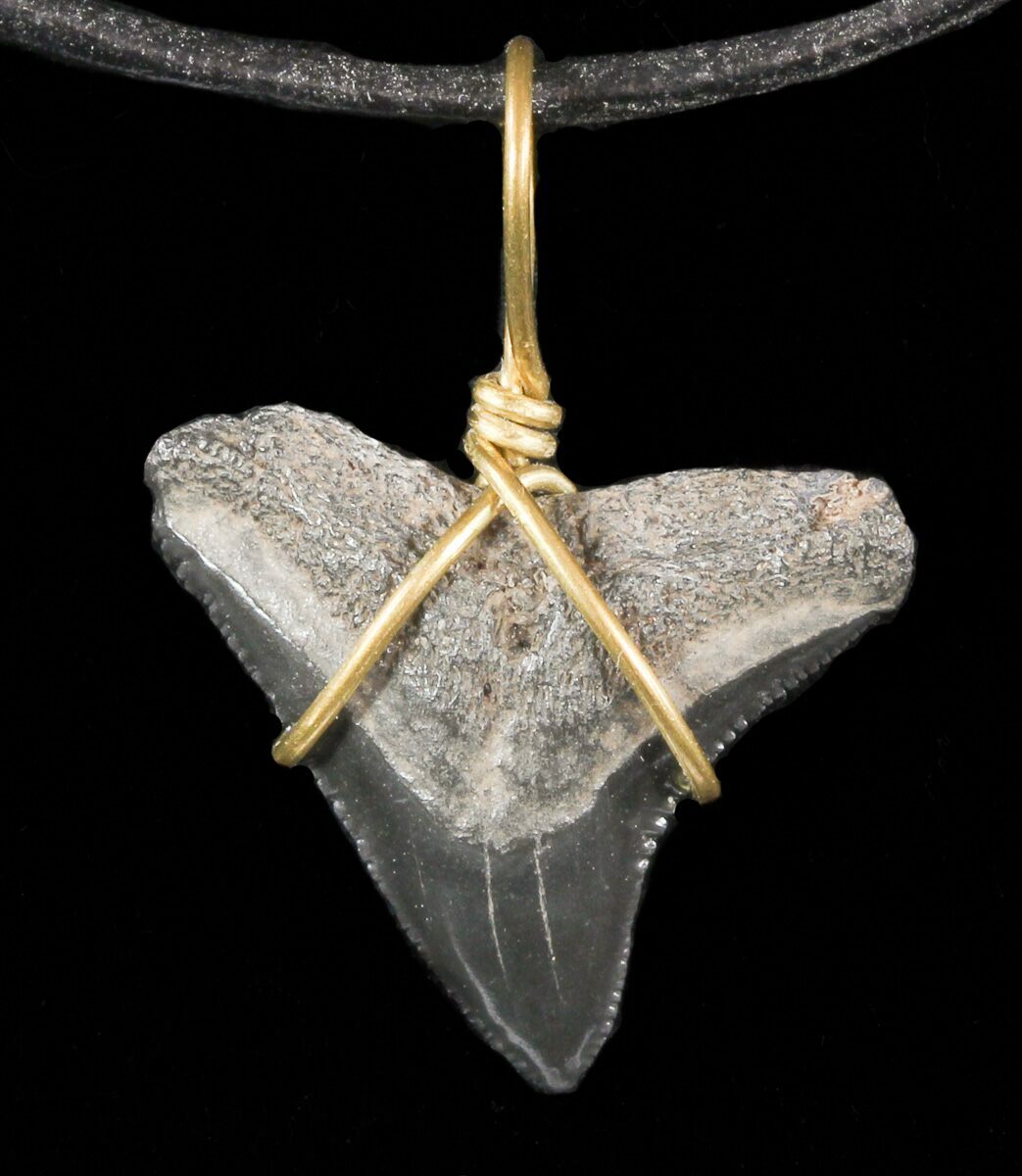 Fossil Dusky Shark Tooth Necklace For Sale 47567