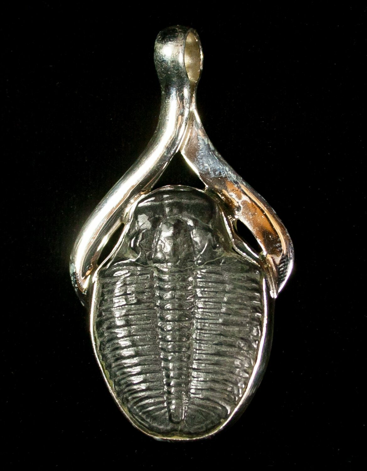 Elrathia Trilobite Pendant For Sale (#4503) - FossilEra.com