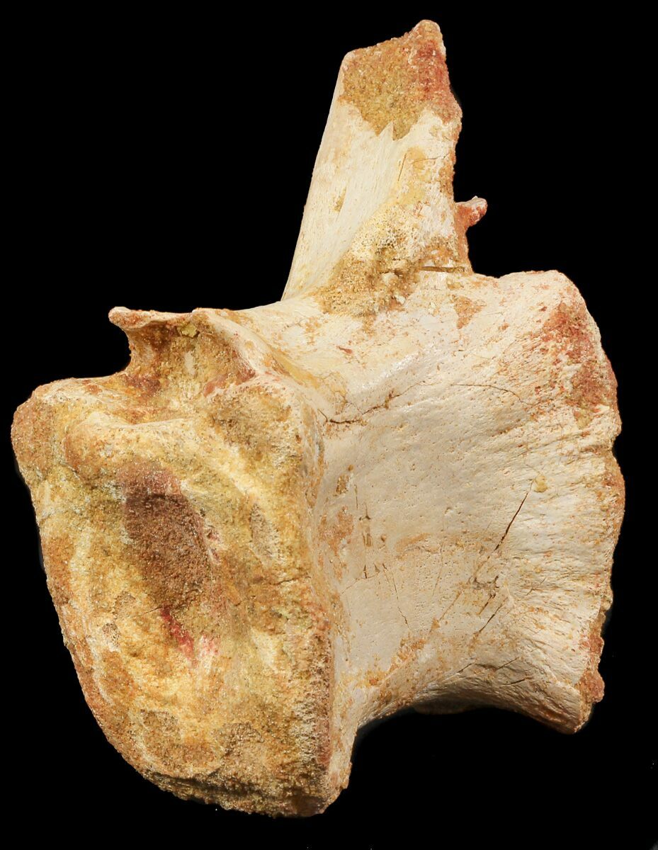 dinosaur tail vertebrae