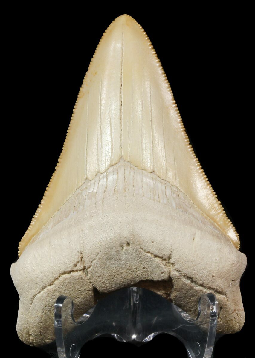 Bone Valley Megalodon Teeth For Sale